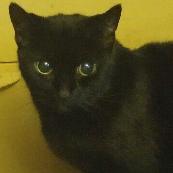 Meet your Posher, Robin - Picture 1 of 1